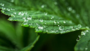hydrophobic textures standex